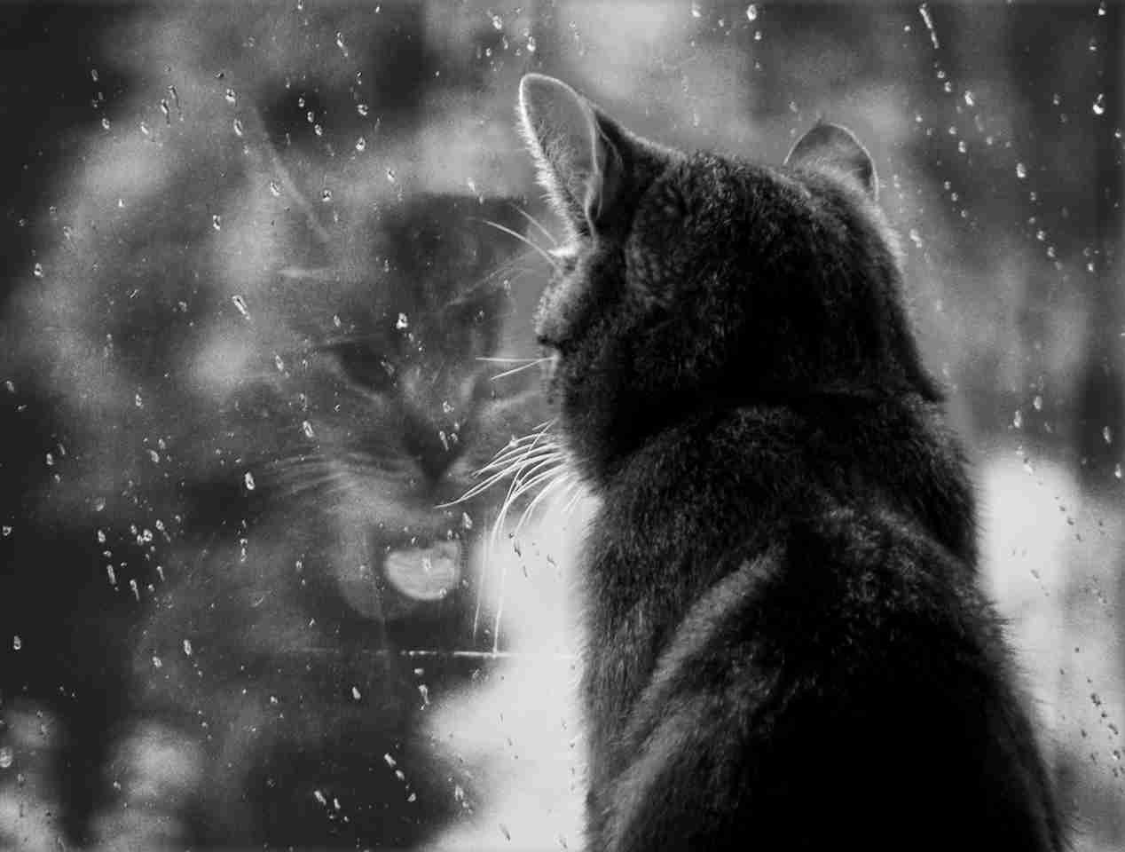 雨猫